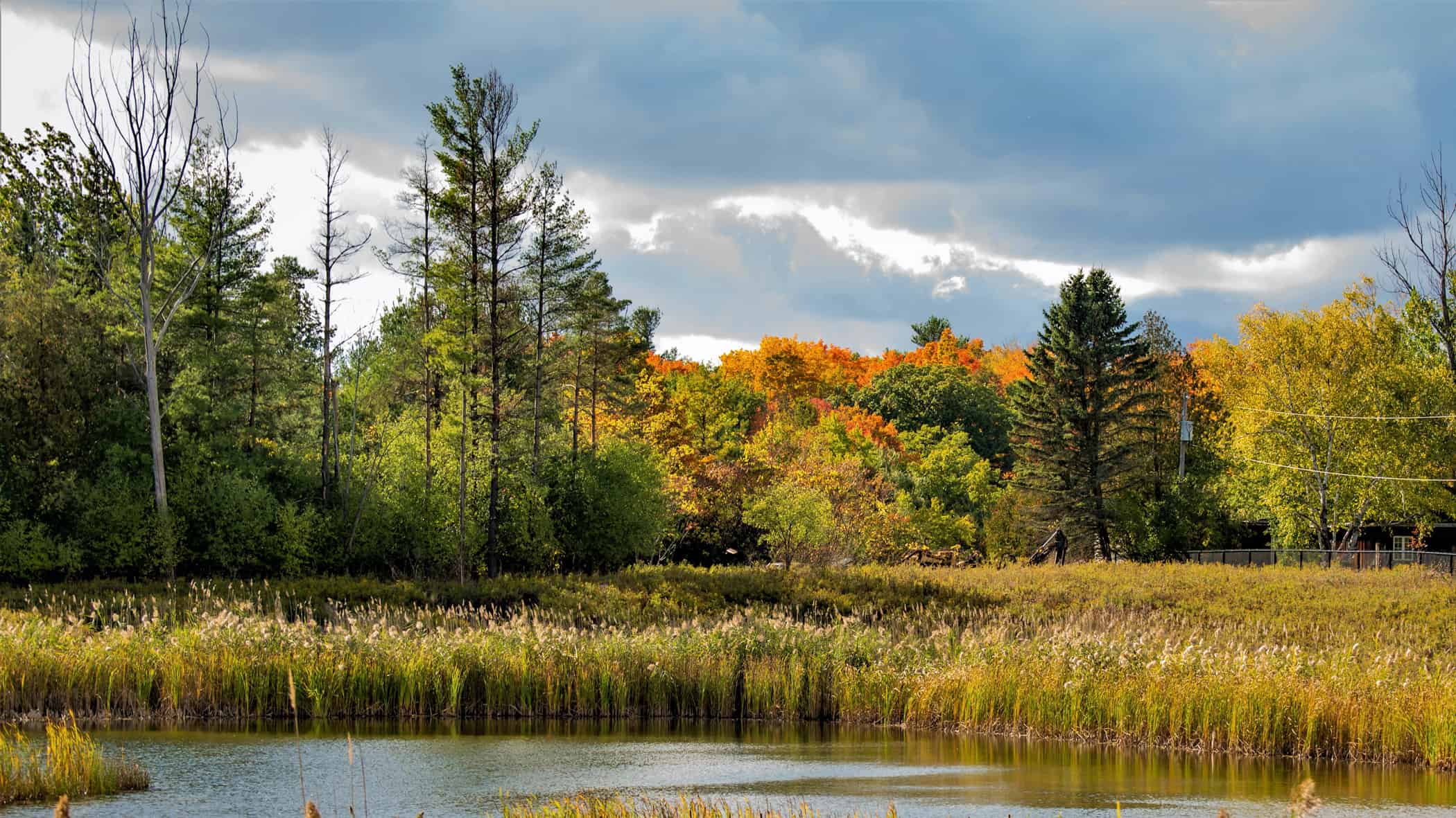 Ontario wetland - fall