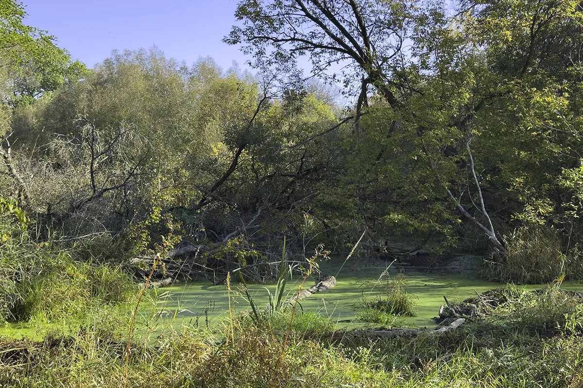 Pond with duckweed, surrounded by trees
